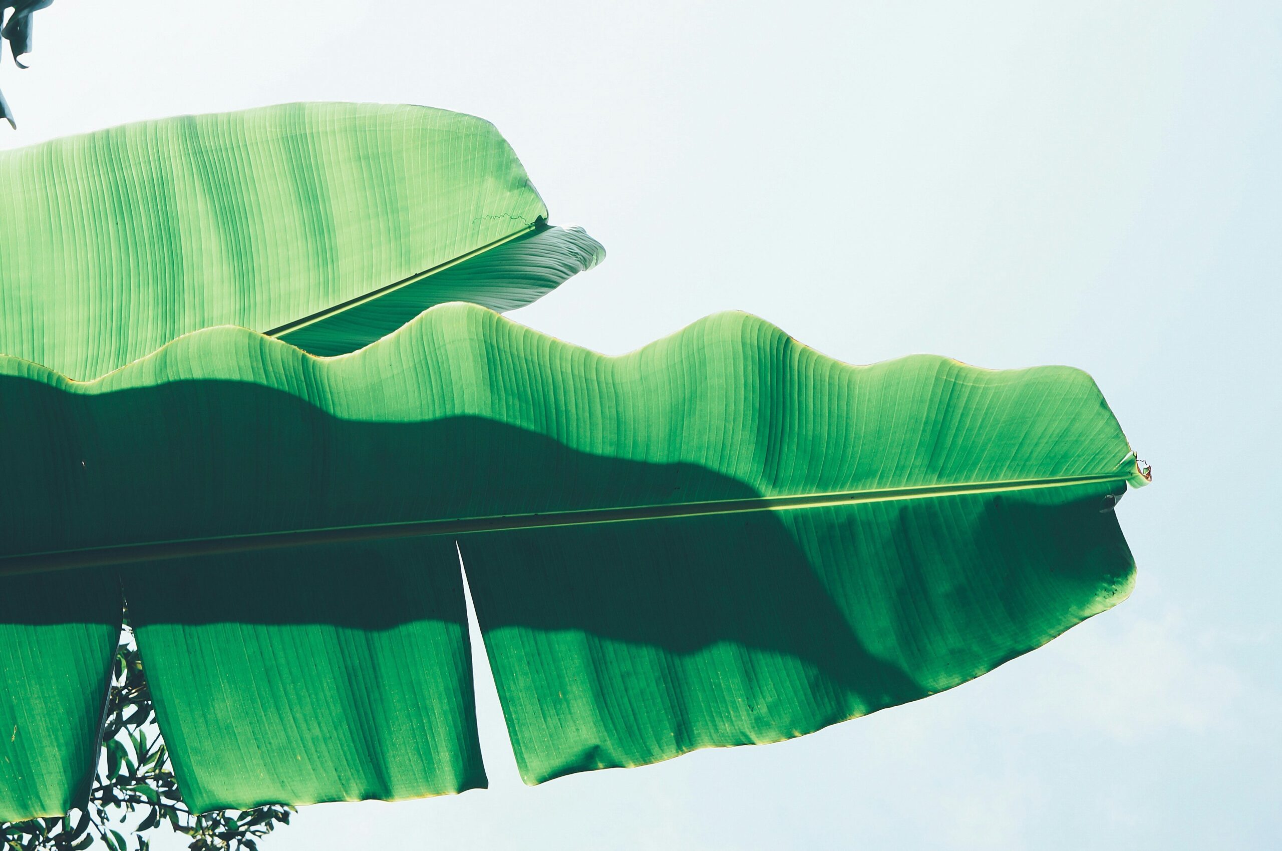 Banana leaf against the sky