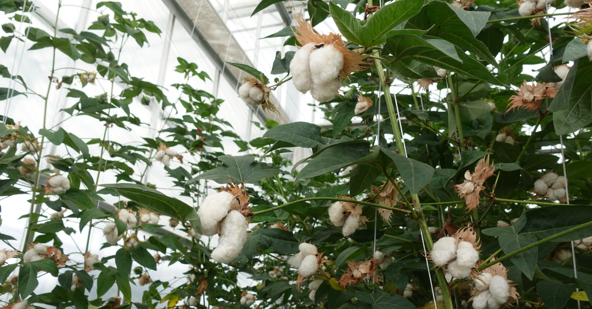 Cotton grown inside a greenhouse